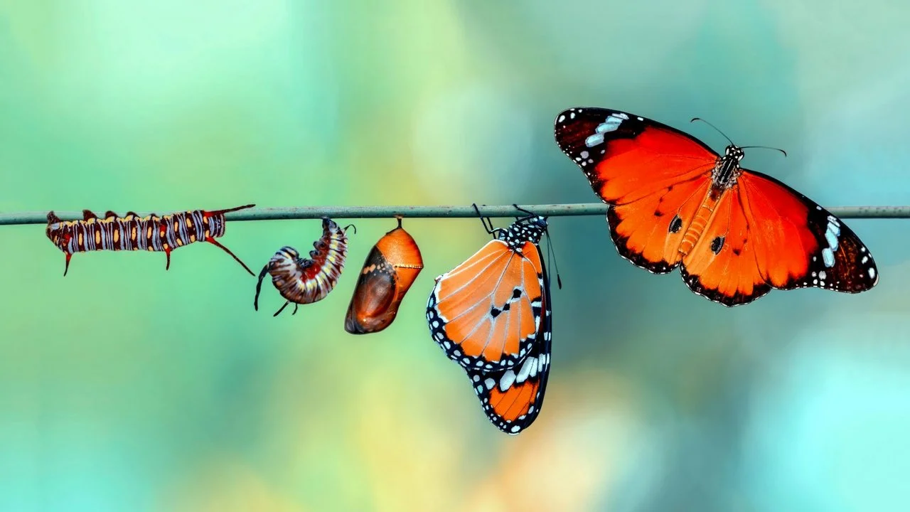 Whitepaper CRM-Transformation für Dummies